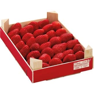 Fresa 1 KG