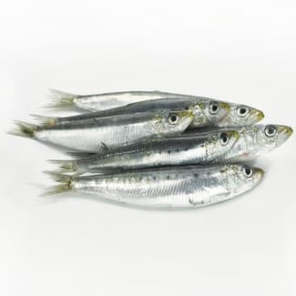 Sardinas Gordas con Sal