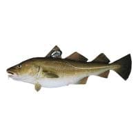 Bacalao Skrei 4-6 Kg E.natur Msc, Pieza al Peso Aprox. 5 Kg