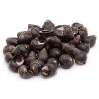 Bígaro Grande, al Peso, Compra Mínima 500 G