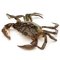Cangrejo de Mar, al Peso, Compra Mínima 500 G