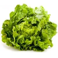 Lechuga Batavia del País Vasco, Unidad