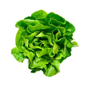 Lechuga Batavia