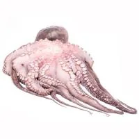Pulpo Entero y Limpio, al Peso, Compra Mínima 2 Kg