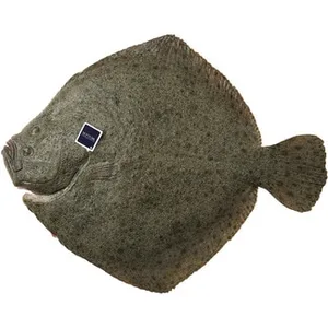 Rodaballo de Crianza Peso Aproximado