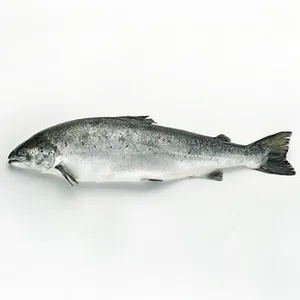 Salmón Noruego ASC por Medios o Enteros Peso Aproximado