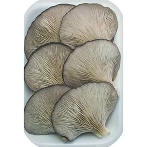 Setas de Cultivo