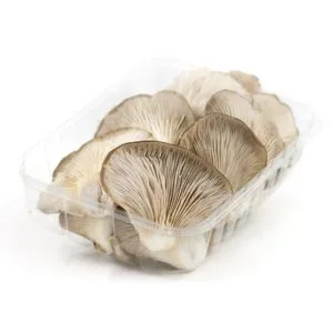 Setas de Cultivo Bandeja
